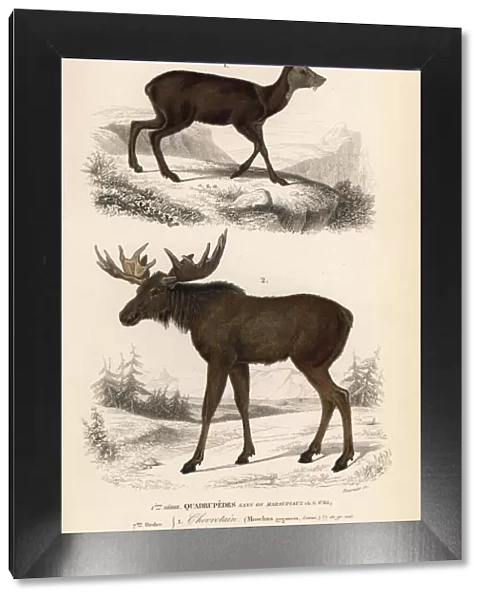Moose or Eurasian elk, Alces alces, and royal