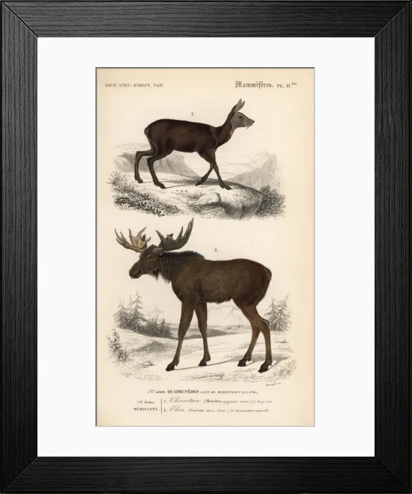 Framed Print : Moose or Eurasian elk, Alces alces, and royal Framed Print : Moose or Eurasian elk, Alces alces, and royal