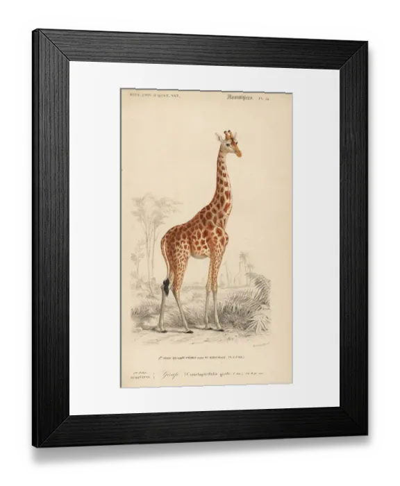 Framed Print : Giraffe, Giraffa camelopardalis Framed Print : Giraffe, Giraffa camelopardalis