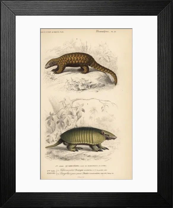 Framed Print : Six-banded armadillo, Euphractus sexcinctus Framed Print : Six-banded armadillo, Euphractus sexcinctus