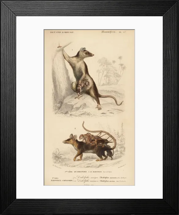Framed Print : Gray four-eyed opossum and Linnaeuss mouse opossum Framed Print : Gray four-eyed opossum and Linnaeuss mouse opossum