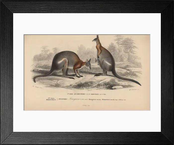 Framed Print : Black-striped wallaby, Macropus dorsalis Framed Print : Black-striped wallaby, Macropus dorsalis