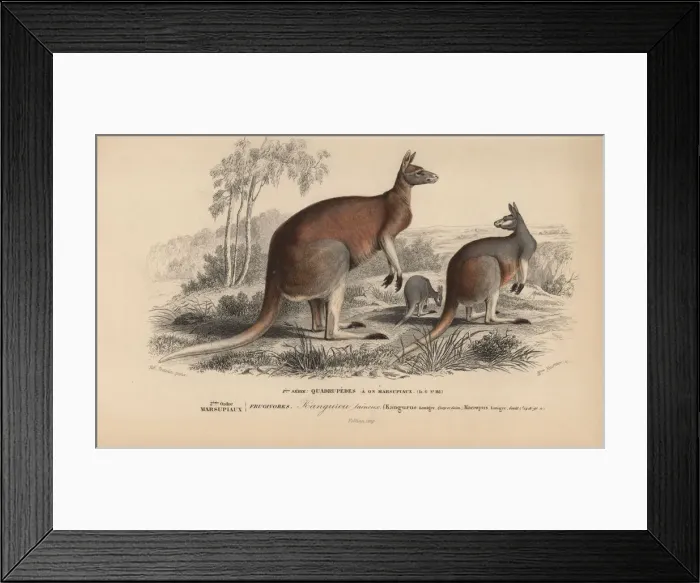 Framed Print : Red kangaroo, Macropus rufus Framed Print : Red kangaroo, Macropus rufus