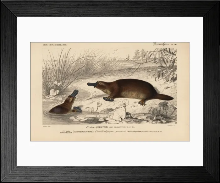 Framed Print : Platypus, Ornithorhynchus anatinus Framed Print : Platypus, Ornithorhynchus anatinus