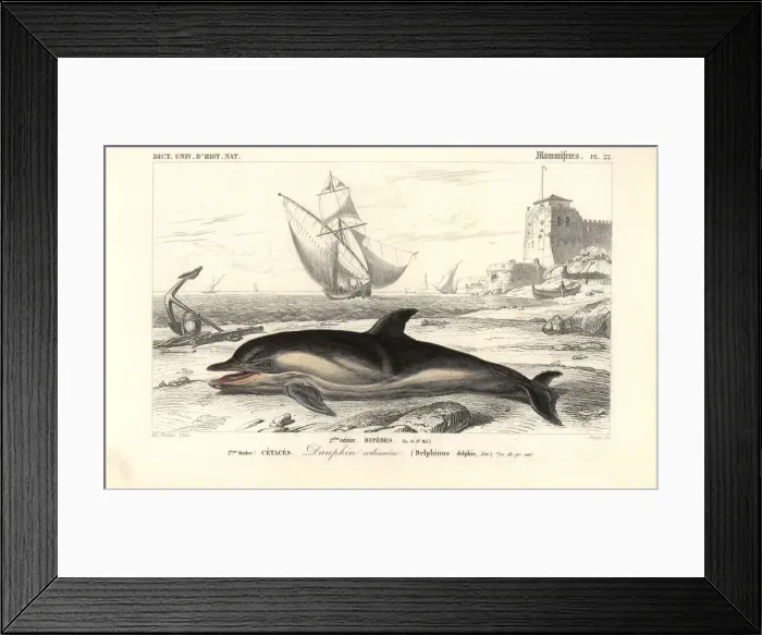 Framed Print : Short-beaked common dolphin, Delphinus delphis Framed Print : Short-beaked common dolphin, Delphinus delphis