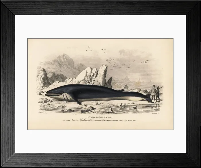 Framed Print : Rorqual or fin whale, Balaenoptera physalus. Endangered Framed Print : Rorqual or fin whale, Balaenoptera physalus. Endangered