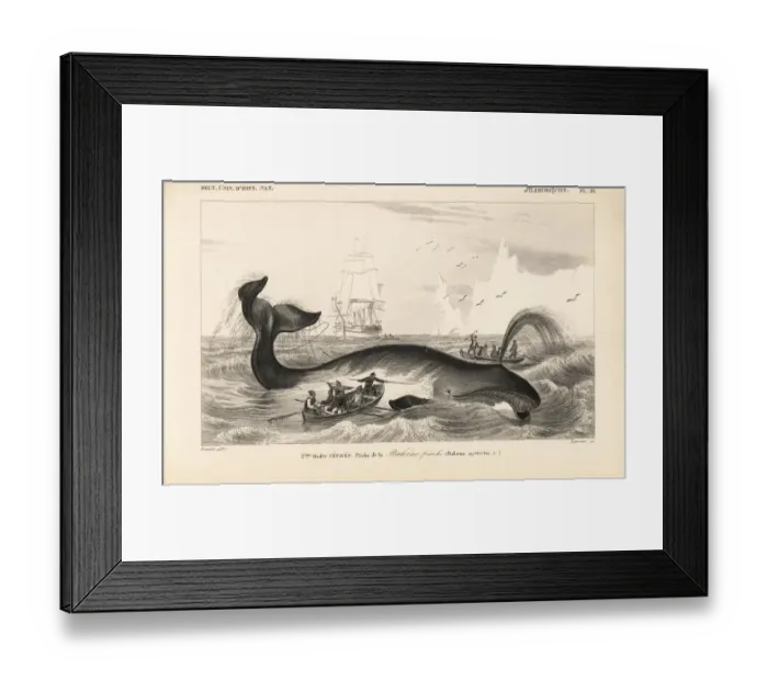 Framed Print : Bowhead whale, Balaena mysticetus Framed Print : Bowhead whale, Balaena mysticetus