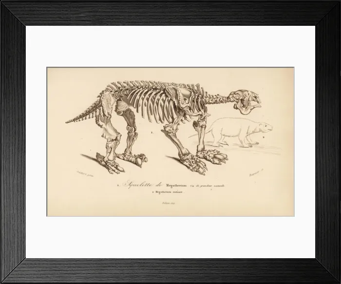 Framed Print : Skeleton of a megatherium, extinct giant ground sloth