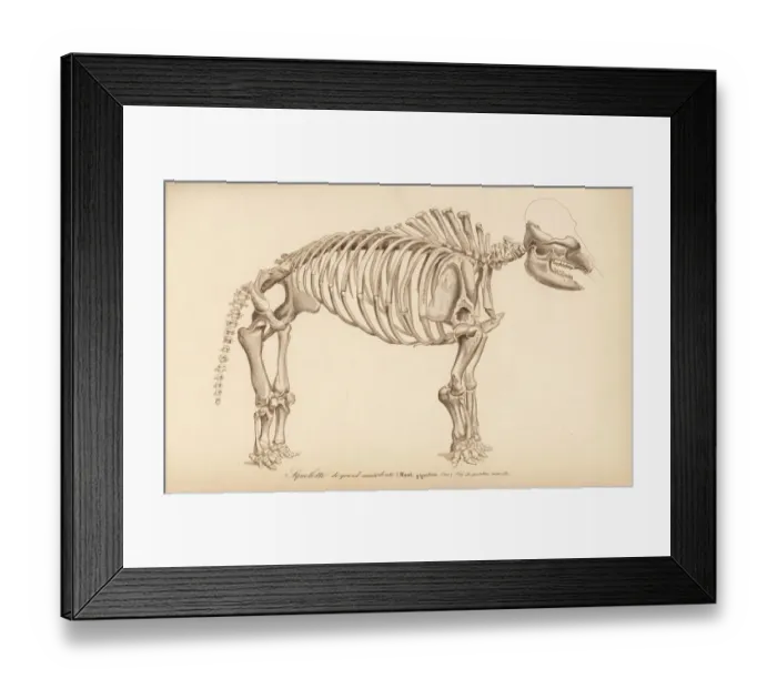 Framed Print : Skeleton of an extinct great American mastodon Framed Print : Skeleton of an extinct great American mastodon
