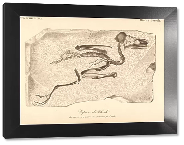 Fossil skeleton of an extinct species of kingfisher