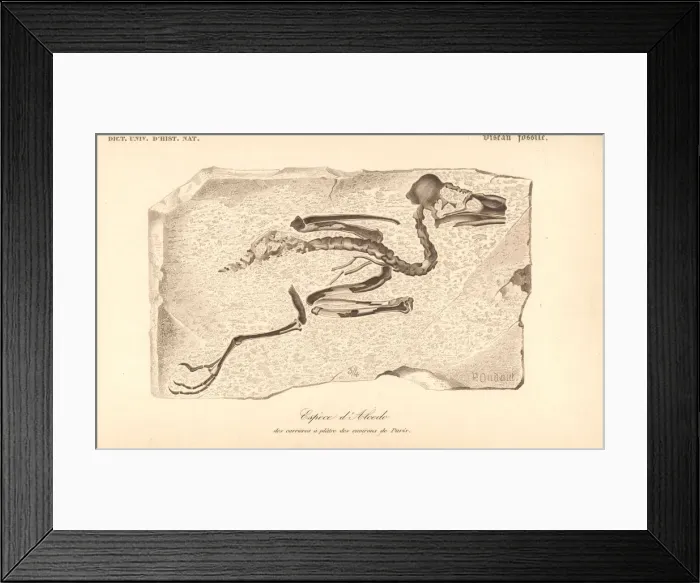 Framed Print : Fossil skeleton of an extinct species of kingfisher Framed Print : Fossil skeleton of an extinct species of kingfisher
