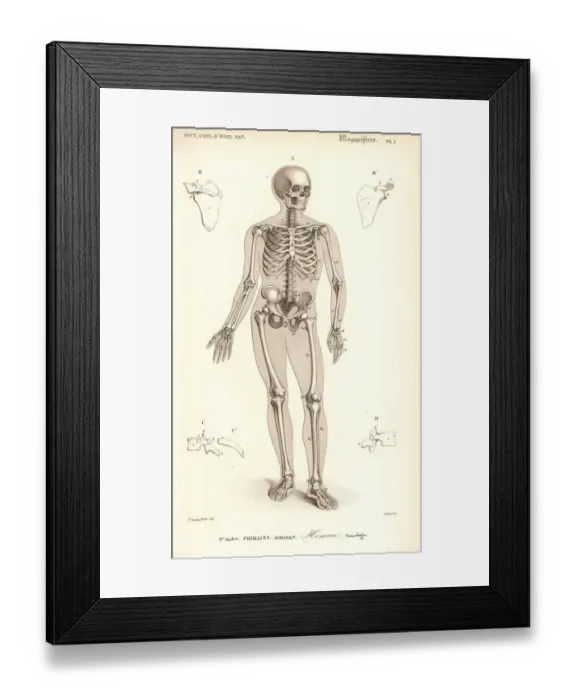Framed Print : Human skeleton Framed Print : Human skeleton