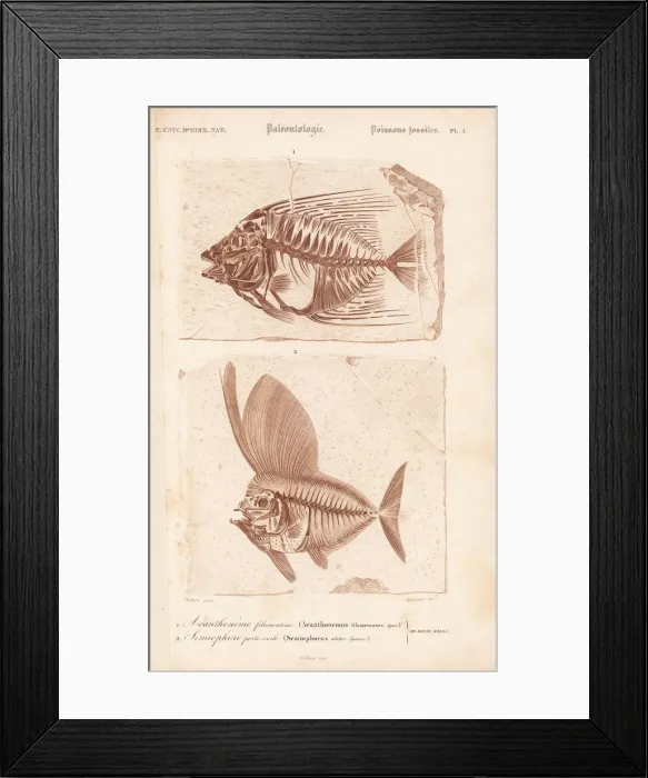 Framed Print : Fossil fish, Acanthonemus filamentosus Framed Print : Fossil fish, Acanthonemus filamentosus