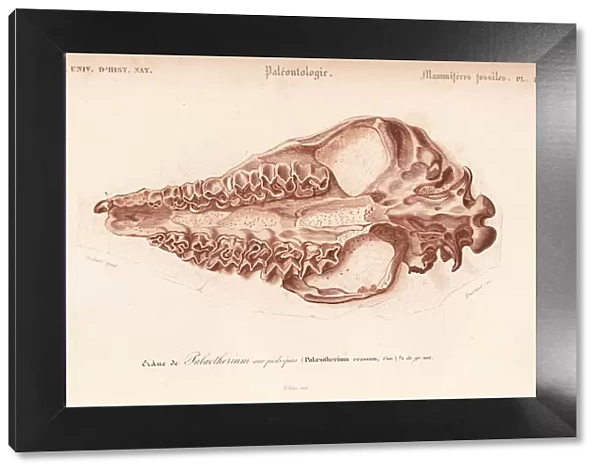 Fossil skull of extinct Palaeotherium crassum