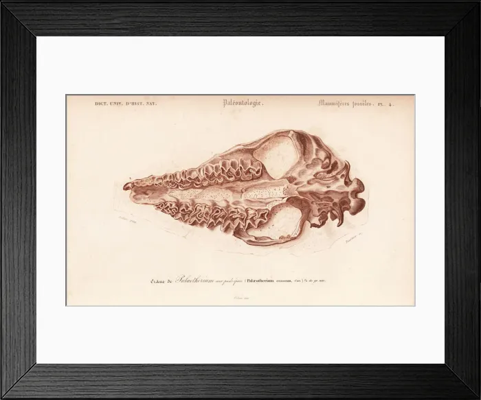 Framed Print : Fossil skull of extinct Palaeotherium crassum Framed Print : Fossil skull of extinct Palaeotherium crassum