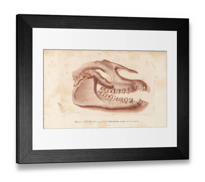 Framed Print : Fossil skull of extinct Palaeotherium crassum Framed Print : Fossil skull of extinct Palaeotherium crassum