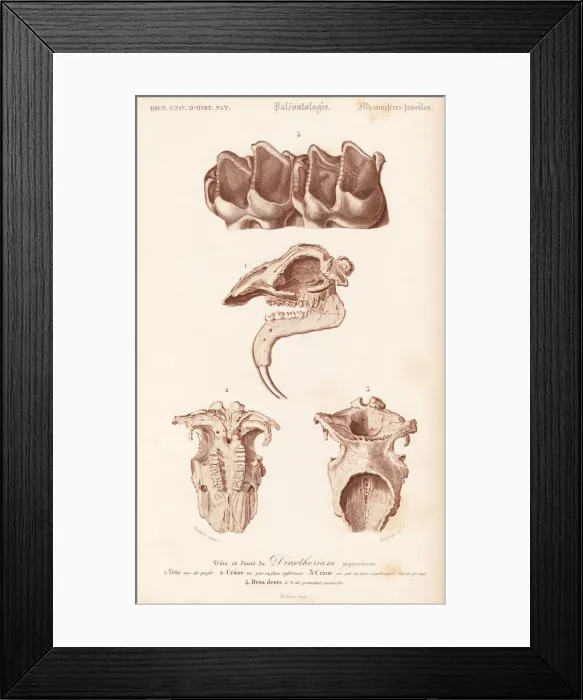 Framed Print : Fossil teeth, skull and jaw of the extinct Framed Print : Fossil teeth, skull and jaw of the extinct