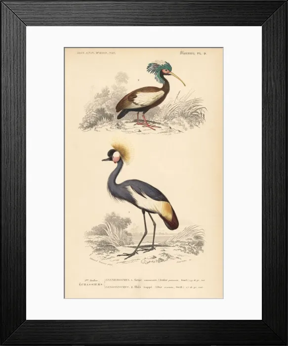 Framed Print : Madagascan crested ibis and grey crowned crane (endangered) Framed Print : Madagascan crested ibis and grey crowned crane (endangered)
