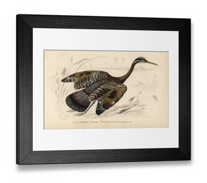 Framed Print : Sunbittern, Eurypyga helias Framed Print : Sunbittern, Eurypyga helias