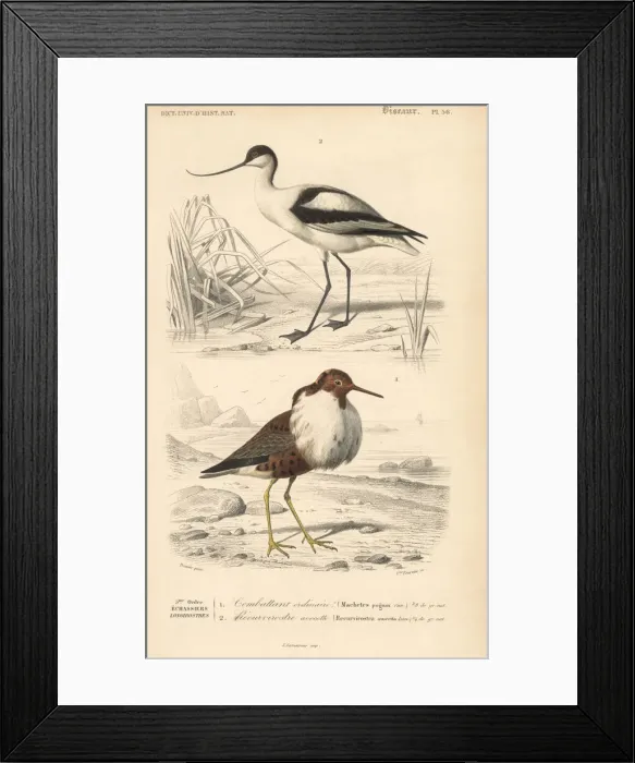 Framed Print : Pied avocet, Recurvirostra avosetta, and ruff Framed Print : Pied avocet, Recurvirostra avosetta, and ruff