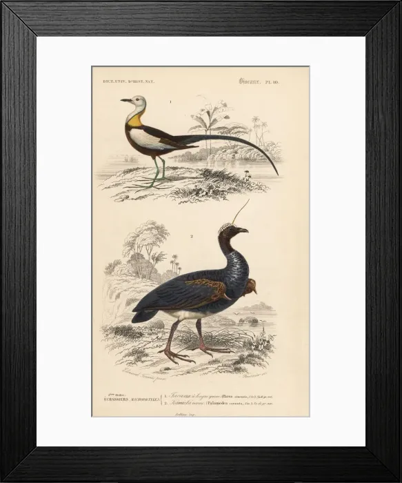 Framed Print : Pheasant-tailed jacana and horned screamer Framed Print : Pheasant-tailed jacana and horned screamer