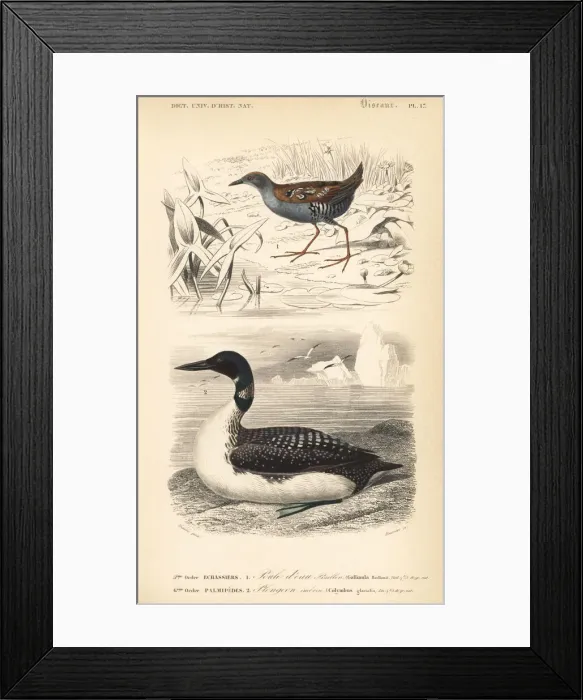 Framed Print : Baillons crake, Porzana pusilla, and great Framed Print : Baillons crake, Porzana pusilla, and great