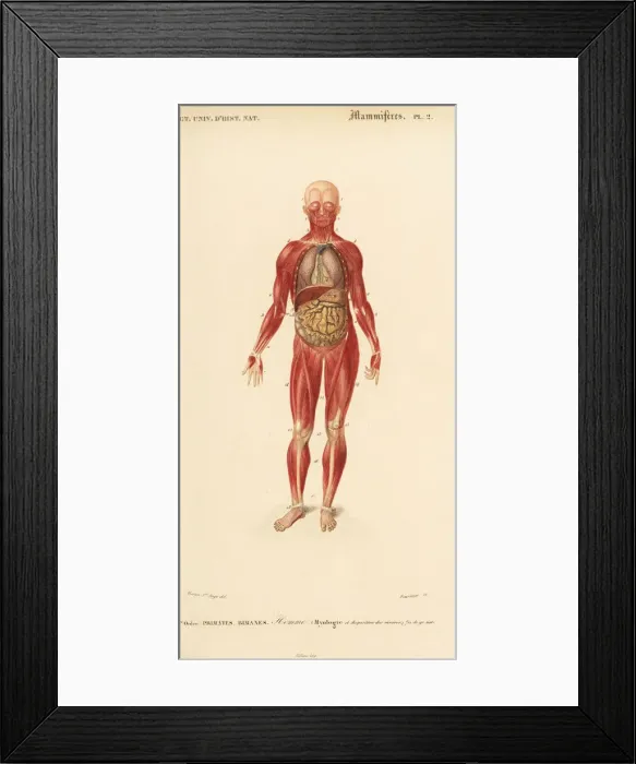 Framed Print : Human musculature and internal organs