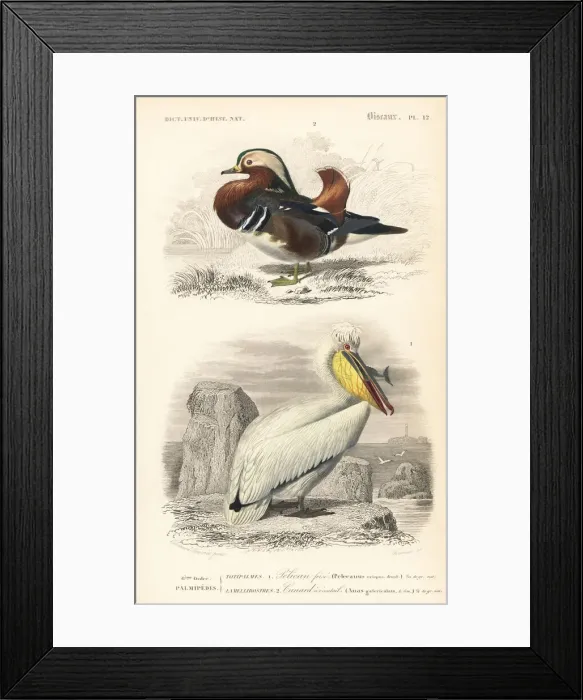 Framed Print : Mandarin duck, Aix galericulata, and Dalmatian Framed Print : Mandarin duck, Aix galericulata, and Dalmatian