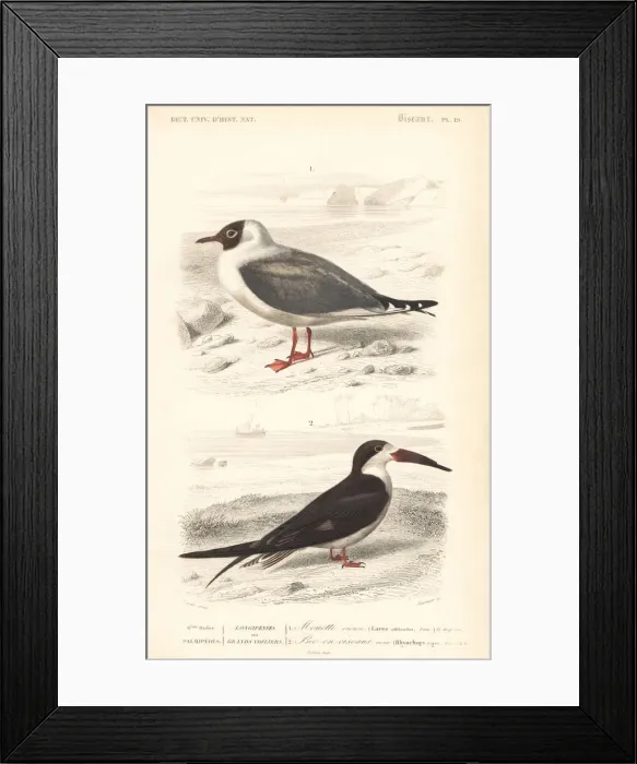 Framed Print : Black-headed gull, Chroicocephalus ridibundus