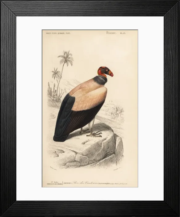 Framed Print : King vulture, Sarcoramphus papa Framed Print : King vulture, Sarcoramphus papa