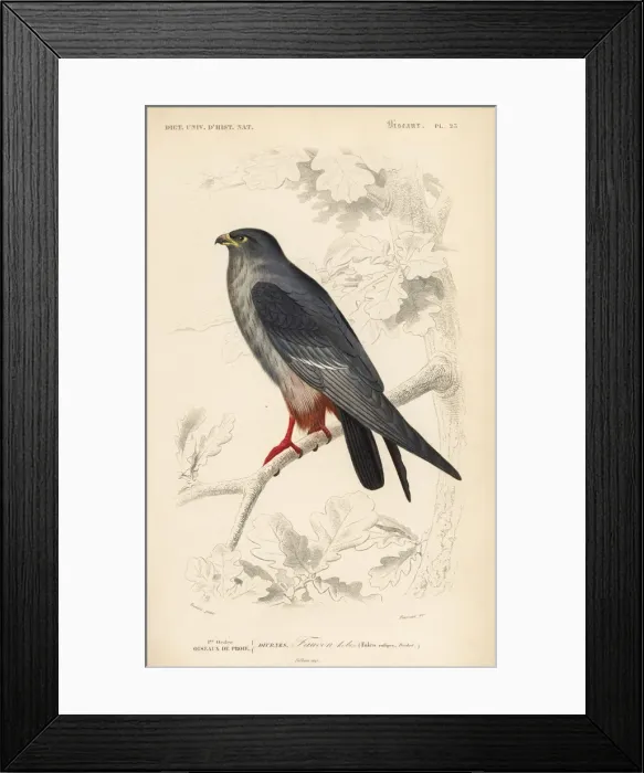 Framed Print : Red-footed falcon, Falco vespertinus