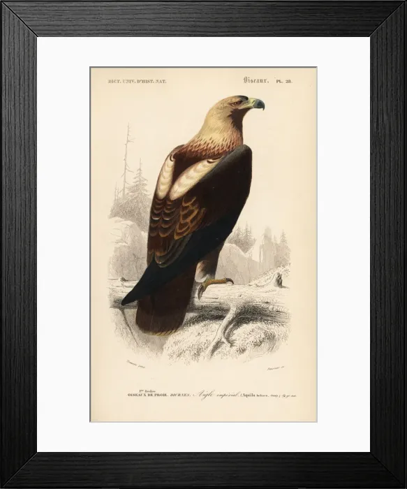 Framed Print : Eastern imperial eagle, Aquila heliaca. Vulnerable