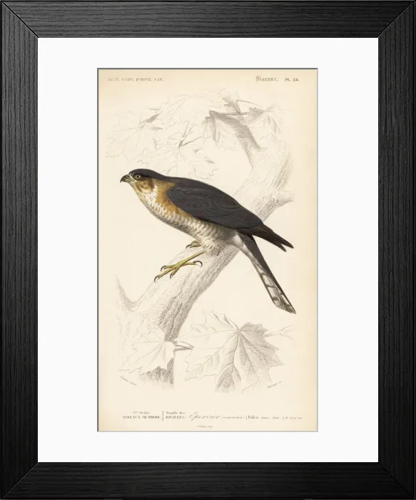 Framed Print : Eurasian sparrowhawk, Accipiter nisus Framed Print : Eurasian sparrowhawk, Accipiter nisus