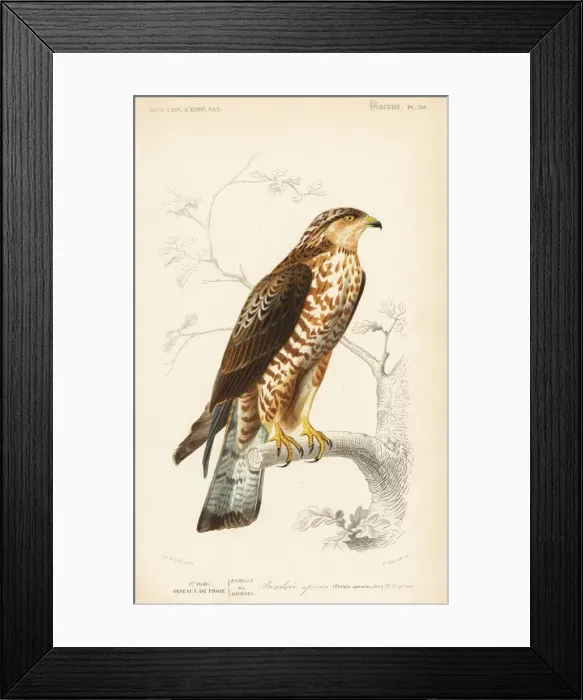 Framed Print : European honey buzzard, Pernis apivorus Framed Print : European honey buzzard, Pernis apivorus