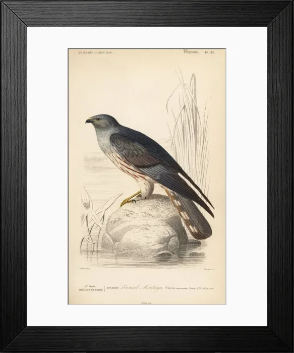 Framed Print : Cinereous harrier, Circus cinereus Framed Print : Cinereous harrier, Circus cinereus