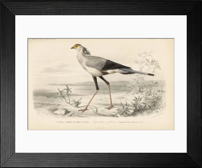 Framed Print : Secretary bird, Sagittarius serpentarius. Vulnerable Framed Print : Secretary bird, Sagittarius serpentarius. Vulnerable