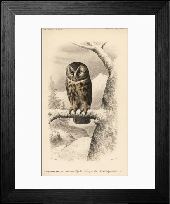 Framed Print : Boreal owl, Aegolius funereus Framed Print : Boreal owl, Aegolius funereus