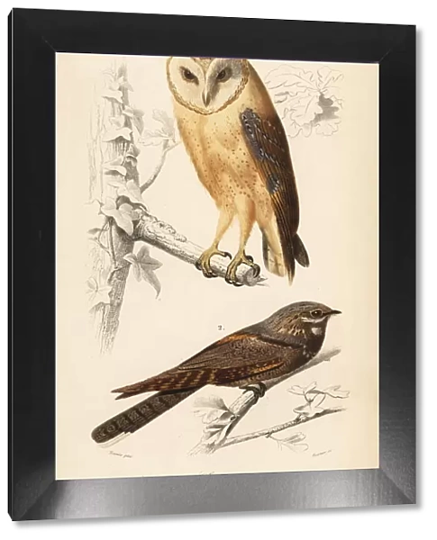 Barn owl, Tyto alba, and European nightjar