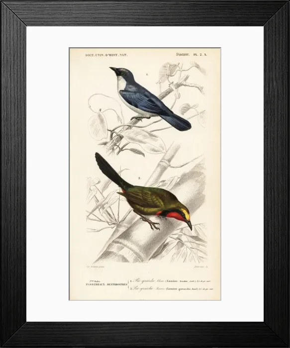 Framed Print : Gorgeous bushshrike, Telophorus viridis Framed Print : Gorgeous bushshrike, Telophorus viridis