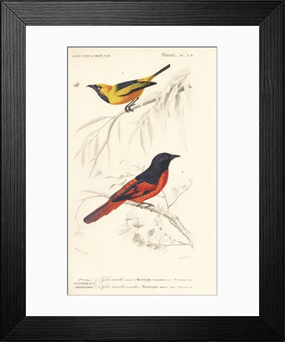 Framed Print : Golden monarch, Monarcha chrysomela, and Sunda Framed Print : Golden monarch, Monarcha chrysomela, and Sunda