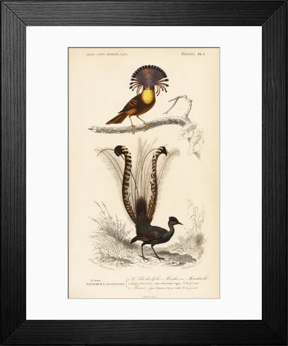 Framed Print : Superb lyrebird, Menura novaehollandiae Framed Print : Superb lyrebird, Menura novaehollandiae