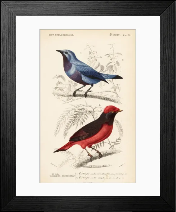 Framed Print : Purple-breasted cotinga and Guianan red cotinga Framed Print : Purple-breasted cotinga and Guianan red cotinga