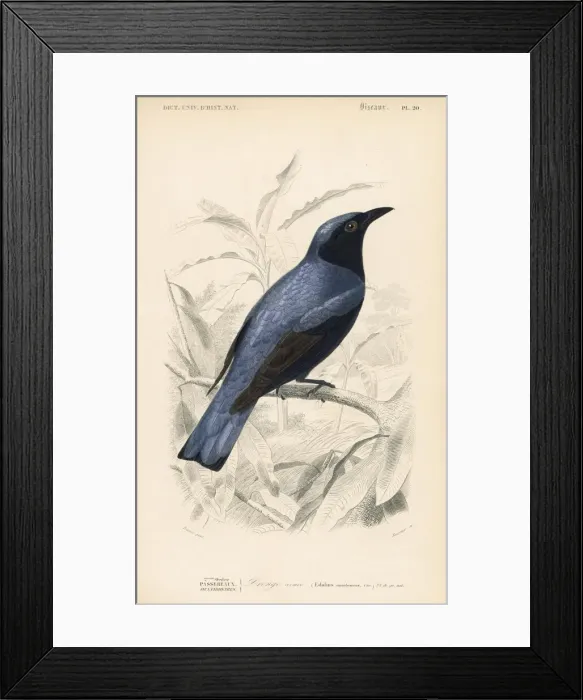 Framed Print : White-bellied drongo, Dicrurus caerulescens Framed Print : White-bellied drongo, Dicrurus caerulescens