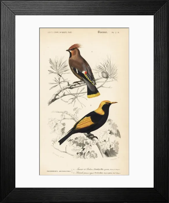 Framed Print : Bohemian waxwing, Bombycilla garrulus Framed Print : Bohemian waxwing, Bombycilla garrulus
