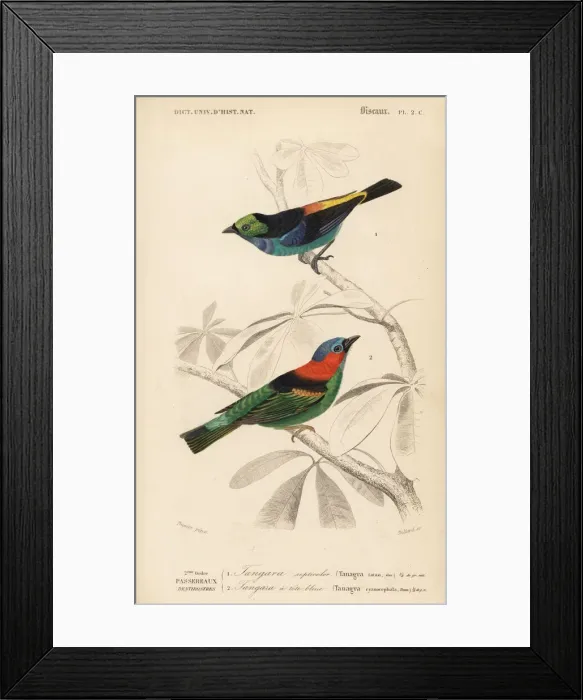 Framed Print : Red-necked tanager, Tangara cyanocephala Framed Print : Red-necked tanager, Tangara cyanocephala