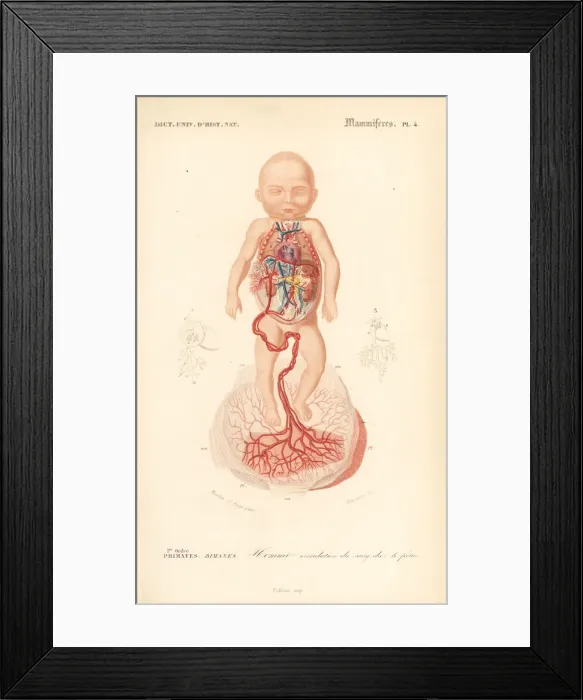 Framed Print : Human anatomy: blood circulation from placenta to the foetus Framed Print : Human anatomy: blood circulation from placenta to the foetus