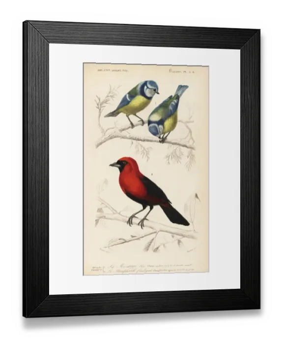 Framed Print : Blue tit, Parus coeruleus, and flamboyant Framed Print : Blue tit, Parus coeruleus, and flamboyant