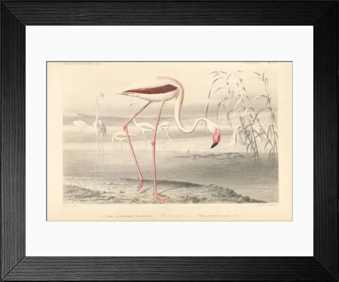 Framed Print : Greater flamingo, Phoenicopterus roseus Framed Print : Greater flamingo, Phoenicopterus roseus
