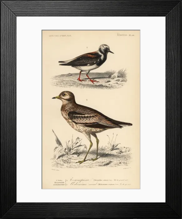 Framed Print : Ruddy turnstone, Arenaria interpres, and Eurasian Framed Print : Ruddy turnstone, Arenaria interpres, and Eurasian