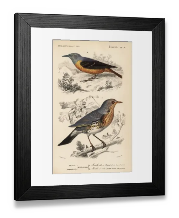 Framed Print : Fieldfare, Turdus pilaris, and rufous-tailed Framed Print : Fieldfare, Turdus pilaris, and rufous-tailed